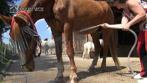 Veterinární poradna: Přehřátý a dehydratovaný kůň