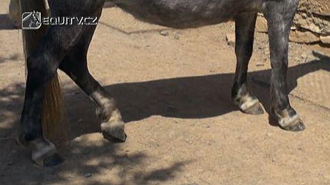 Veterinární poradna: Pohyb koní po suchém povrchu