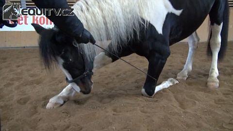 Cirkusové triky aneb jak naučit koně klekat
