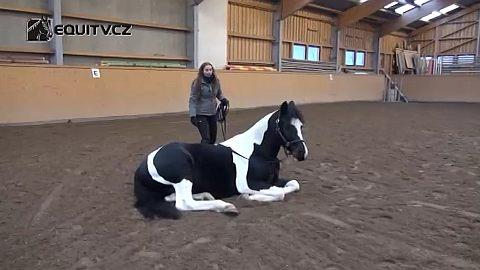 Cirkusové triky aneb učíme koně lehat na povel