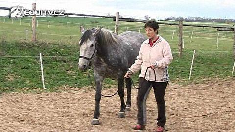 Veterinární poradna: Jak poznat u koně kulhání