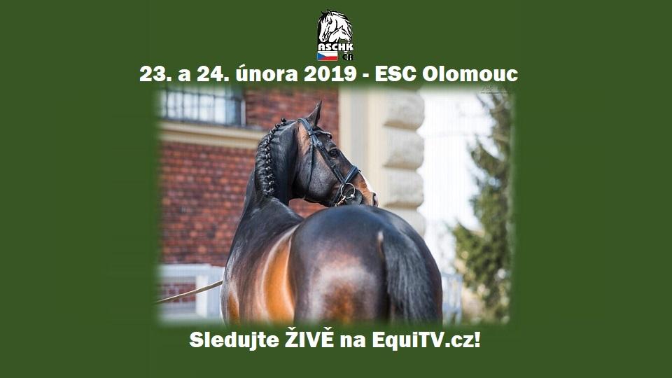 ŽIVĚ: Sledujte II. předvýběr a výběr hřebců ASCHK ČR v Olomouci 2019