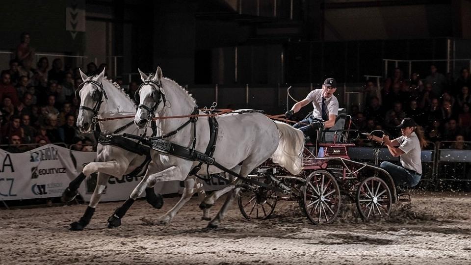 Sledujte zahájení výstavy KŮŇ 2019 v Lysé nad Labem ŽIVĚ na EquiTV.cz