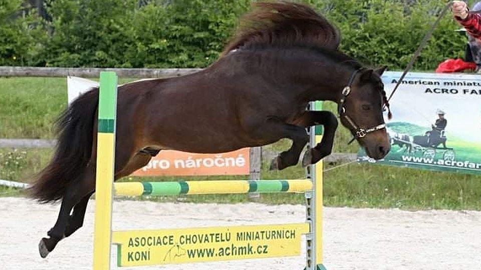Sledujte živě na EquiTV.cz: Národní šampionáty miniaturních koní 2020