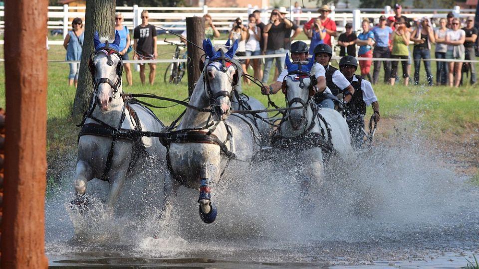 ŽIVĚ: Sledujte přenos z MČR ve spřežení 2020 v Kladrubech nad Labem