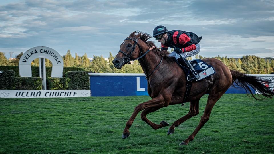Živě: Sledujte tiskovou konferenci před Evropským pohárem žokejů 2020