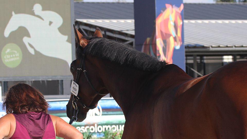 Tiskový briefing před zahájením Světového poháru CSI2*-W Olomouc 2021