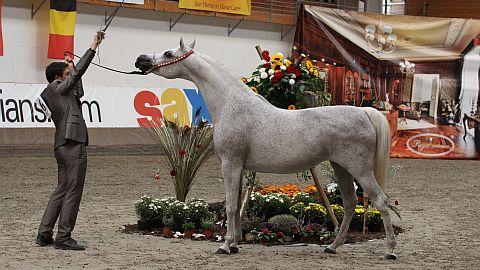 No video playback capabilities